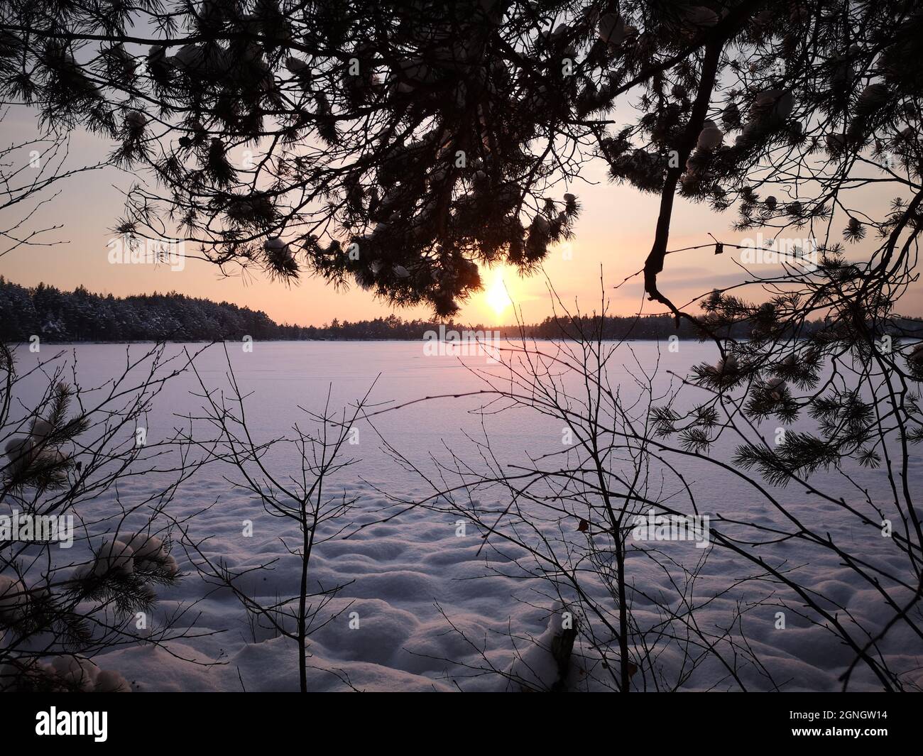 Fenomeno della colonna leggera dietro il ramo di abete rosso durante il tramonto su un lago ghiacciato in una serata invernale gelata in Lettonia Foto Stock