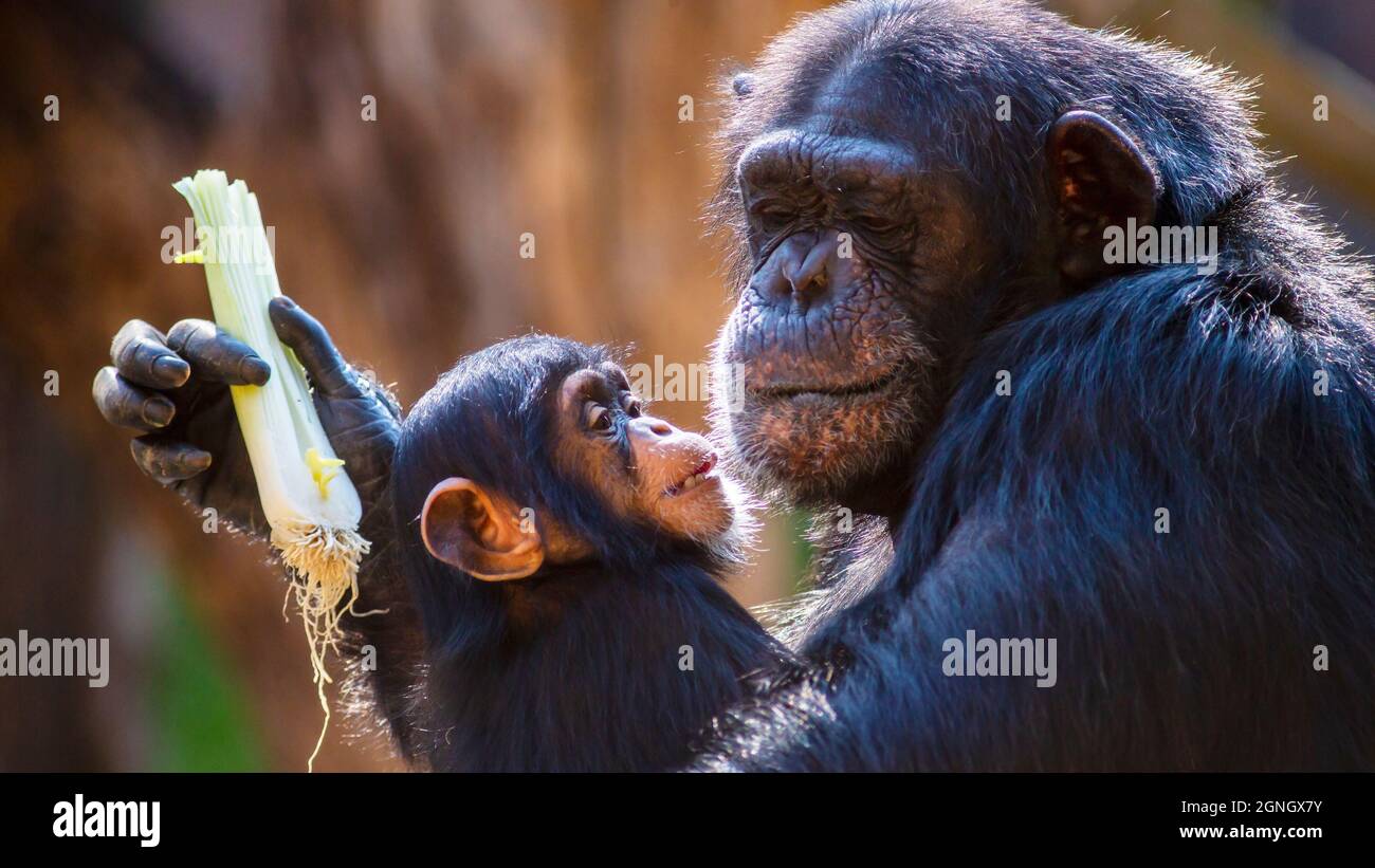 Ritratto di un carino scimpanzee bambino e sua madre mostrando affetto per l'altro Foto Stock