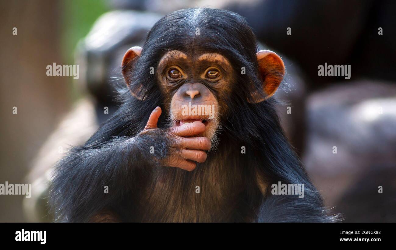 primo piano ritratto di un carino bambino scimpanzee facendo contatto occhio Foto Stock