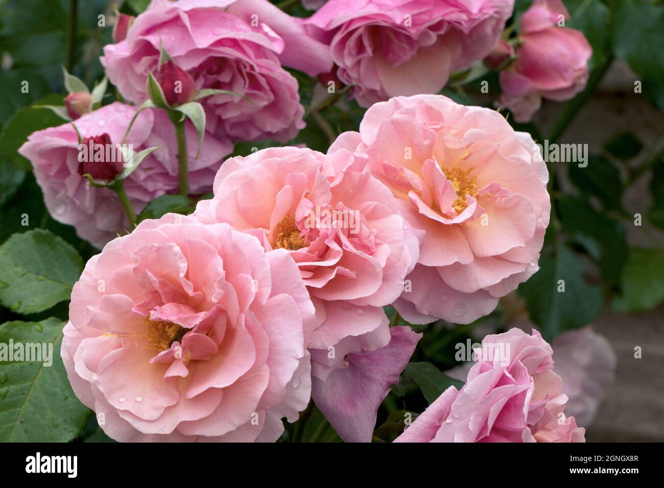Grandi, fragranti, sontuose, rose coralline-rosa con un germoglio contro un arbusto di rosa a foglia scura in primavera. Fiori rosa sulla rosa cespuglio nel giardino i Foto Stock
