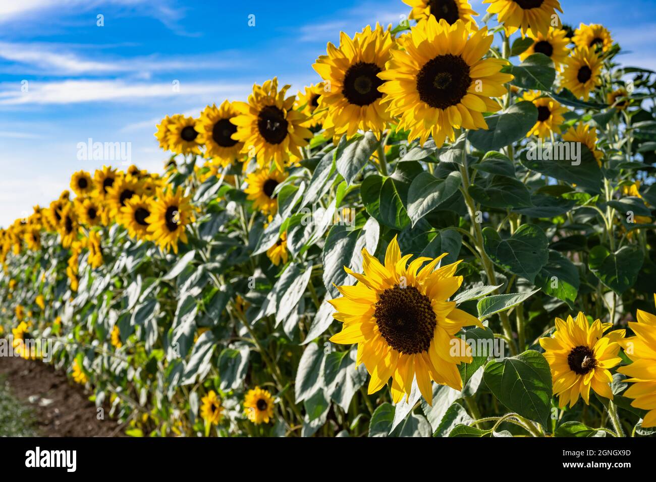 girasoli in campo contro il cielo blu a fine estate Foto Stock