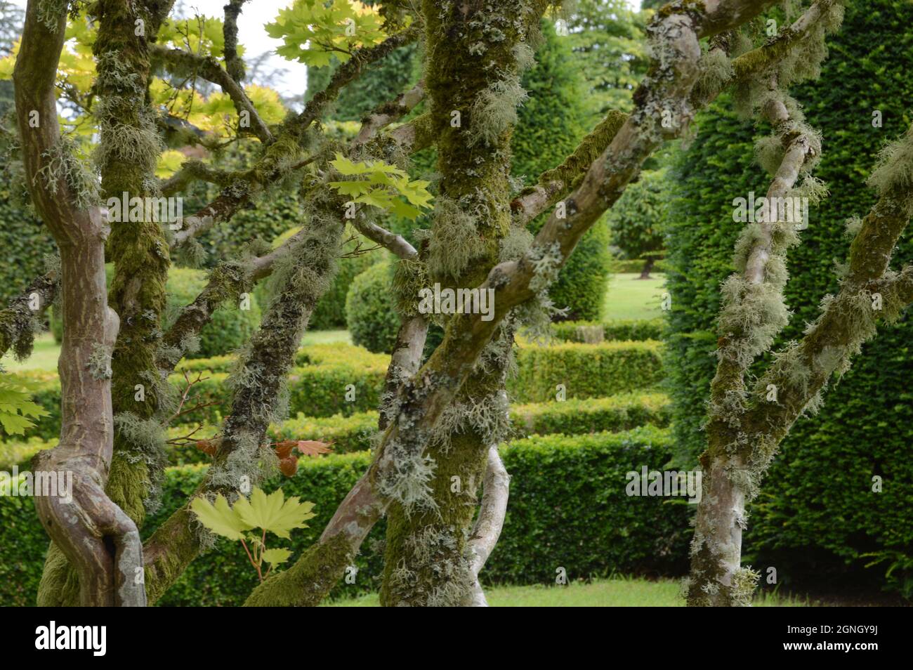 I giardini formali del castello di Drummond vicino a Crieff. Perthshire, Scozia, il caldo 31 agosto 2021 Foto Stock