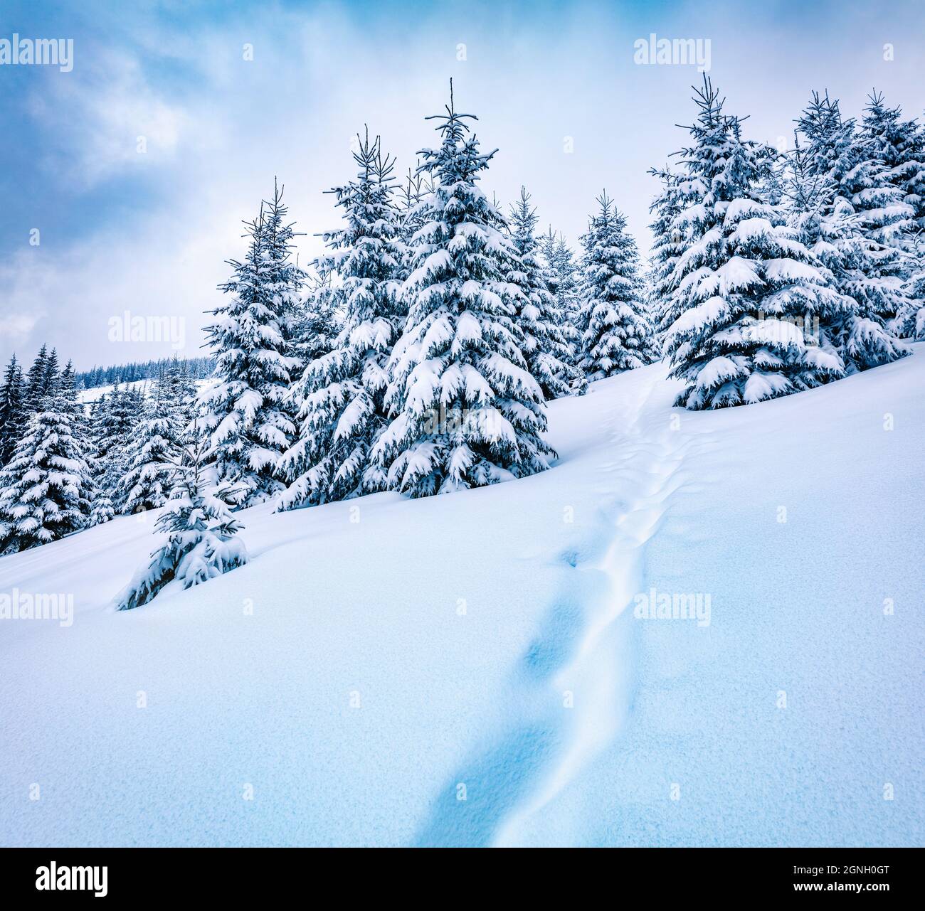 Suggestiva mattinata invernale in montagna con abeti coperti di neve. Splendida scena all'aperto, felice concetto di festa di Capodanno. Bellezza della natura Foto Stock