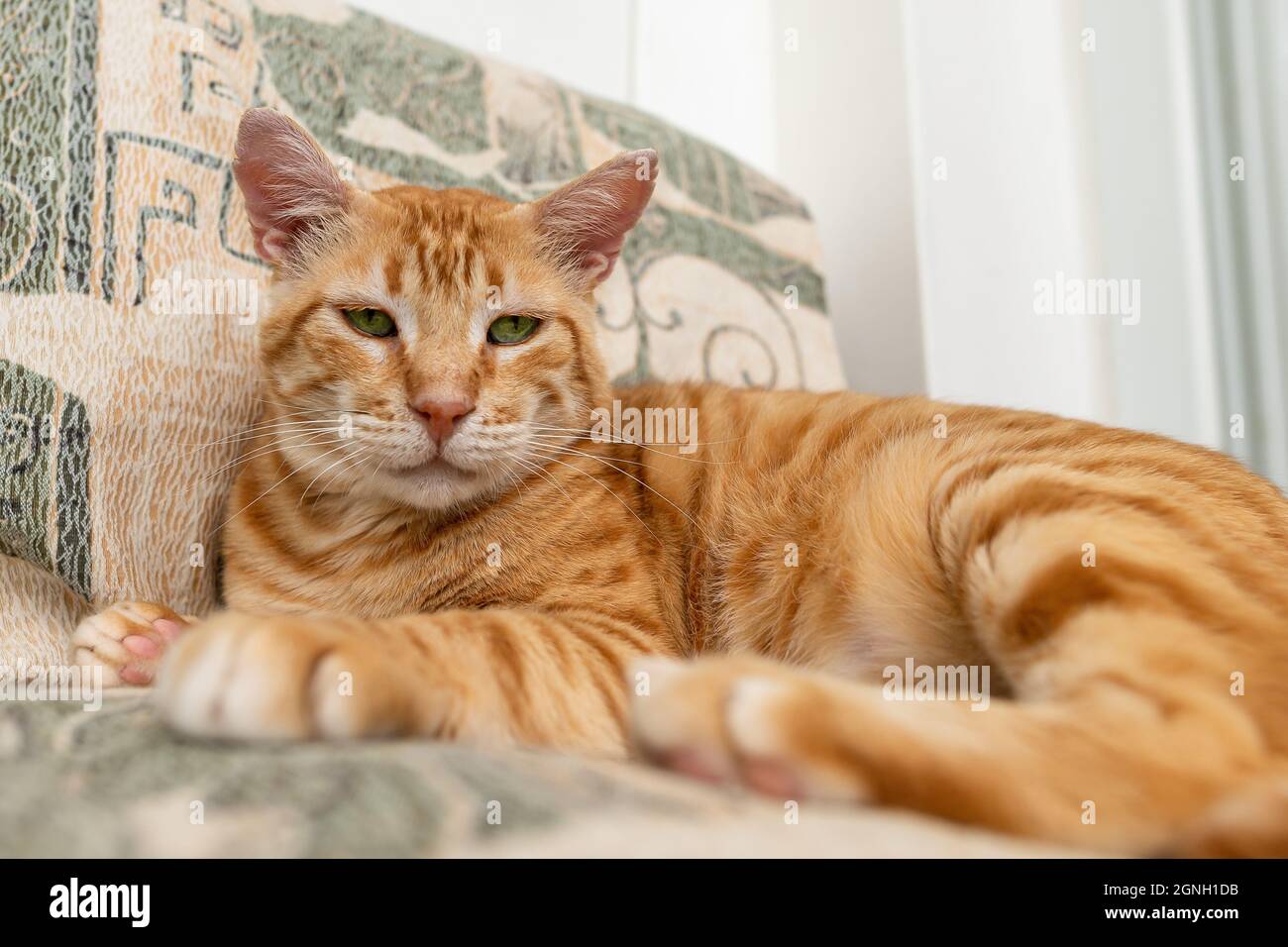 Adorabile gatto rosso ci guarda da vicino mentre riposa a casa. Ritratto di zenzero tabby gatto faccia con serio sguardo di occhi verdi. Gatto domestico adulto Foto Stock