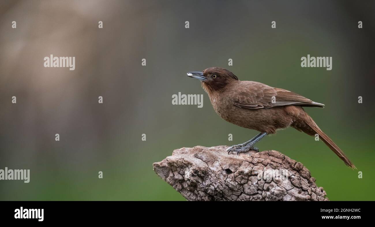 Cacholote marrone, (Pseudoseisura Lophotes), Calden Forest, la Pampa, Argentina Foto Stock