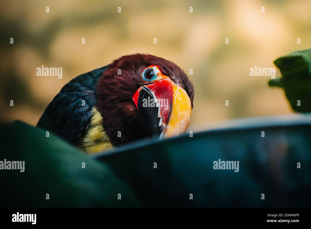 Primo piano di un carino rosso Macaw testa isolato su sfondo sfocato Foto Stock