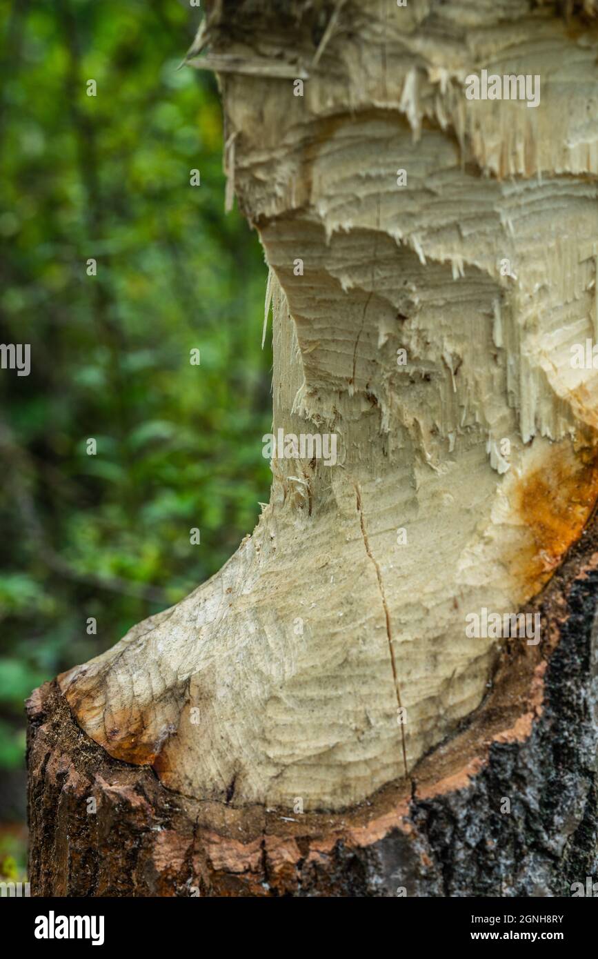 Tronco di albero gawed da un castore eurasiatico (fibra di Castor) lungo il canale di Teltow a Treptow a Berlino, Germania, Europa Foto Stock