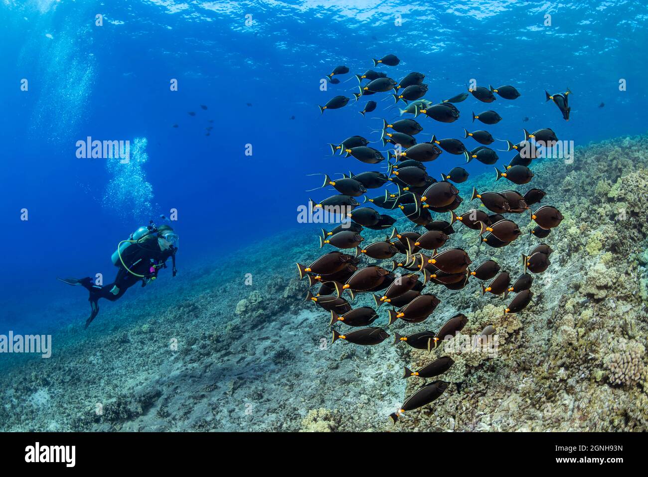 Un subacqueo (MR) e scuola orangespina unicornfish, naso lituratus, che hanno a lungo streamers che fuoriuscendo dalla pinna di coda, Hawaii. Foto Stock