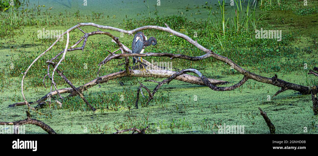 Curve in natura - un airone tricolored isolato con il suo collo curvare come egli preens sui rami curvi di un albero caduto in una palude verde della Florida Foto Stock