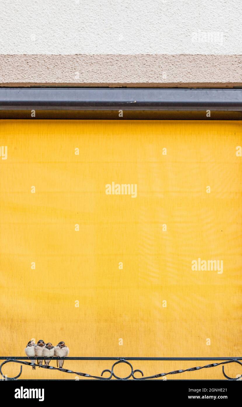 carina famiglia di uccelli in cieco Foto Stock