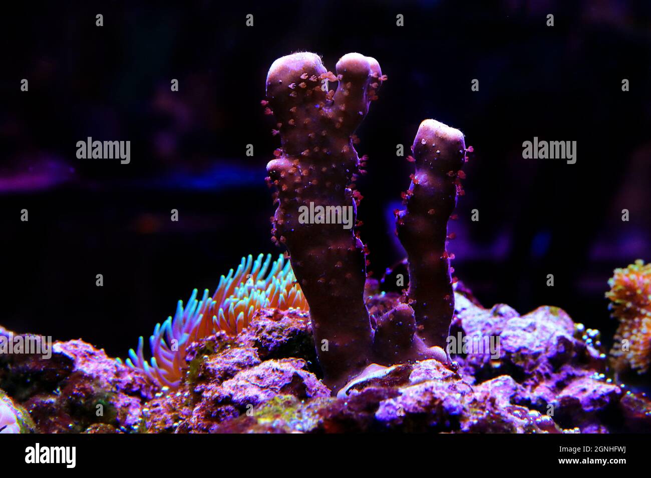 Blue Ridge Coral - (Heliopora coerulea) Foto Stock