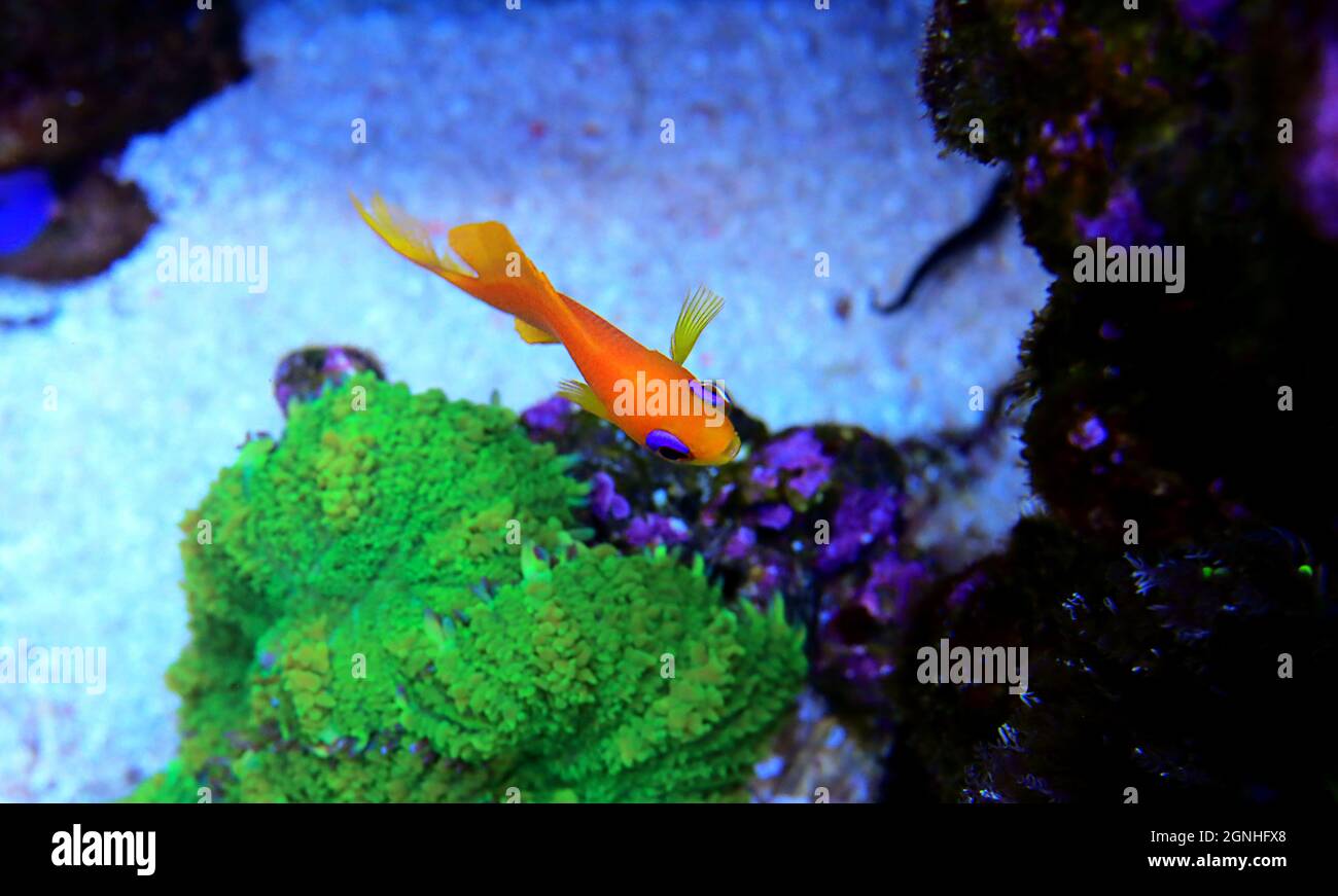 Lyretail Anthias Coralfish - (Pseudanthias squamipinnis) Foto Stock