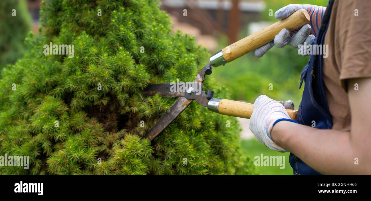 Un giardiniere professionista sta tagliando un albero di thuja per una forma migliore Foto Stock