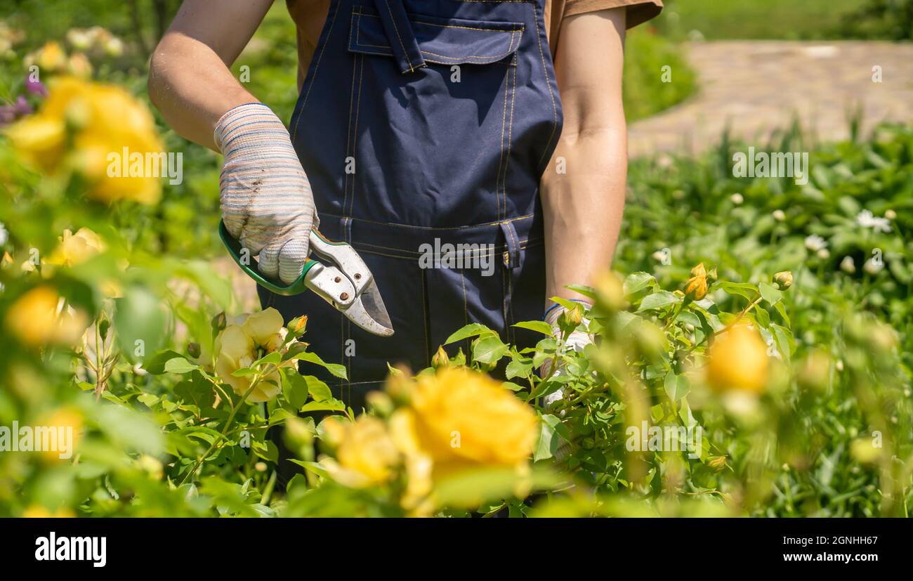Un giovane sta rifilando un cespuglio di rose Foto Stock