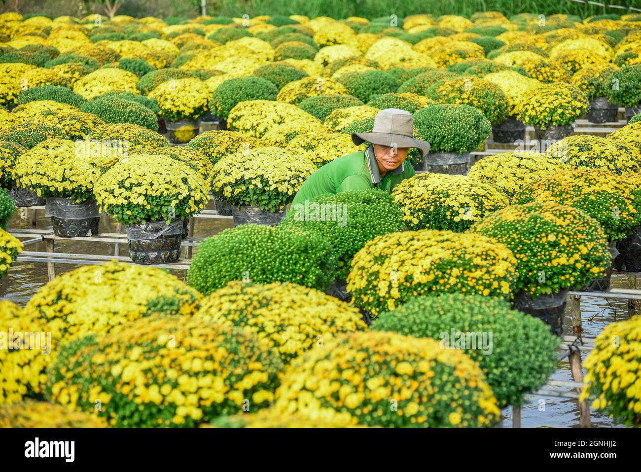 CUC MAM XOI o Chrysanthemum flower field, SA Dec città. Questo è un fiore molto bello e in occasione del Capodanno lunare Foto Stock