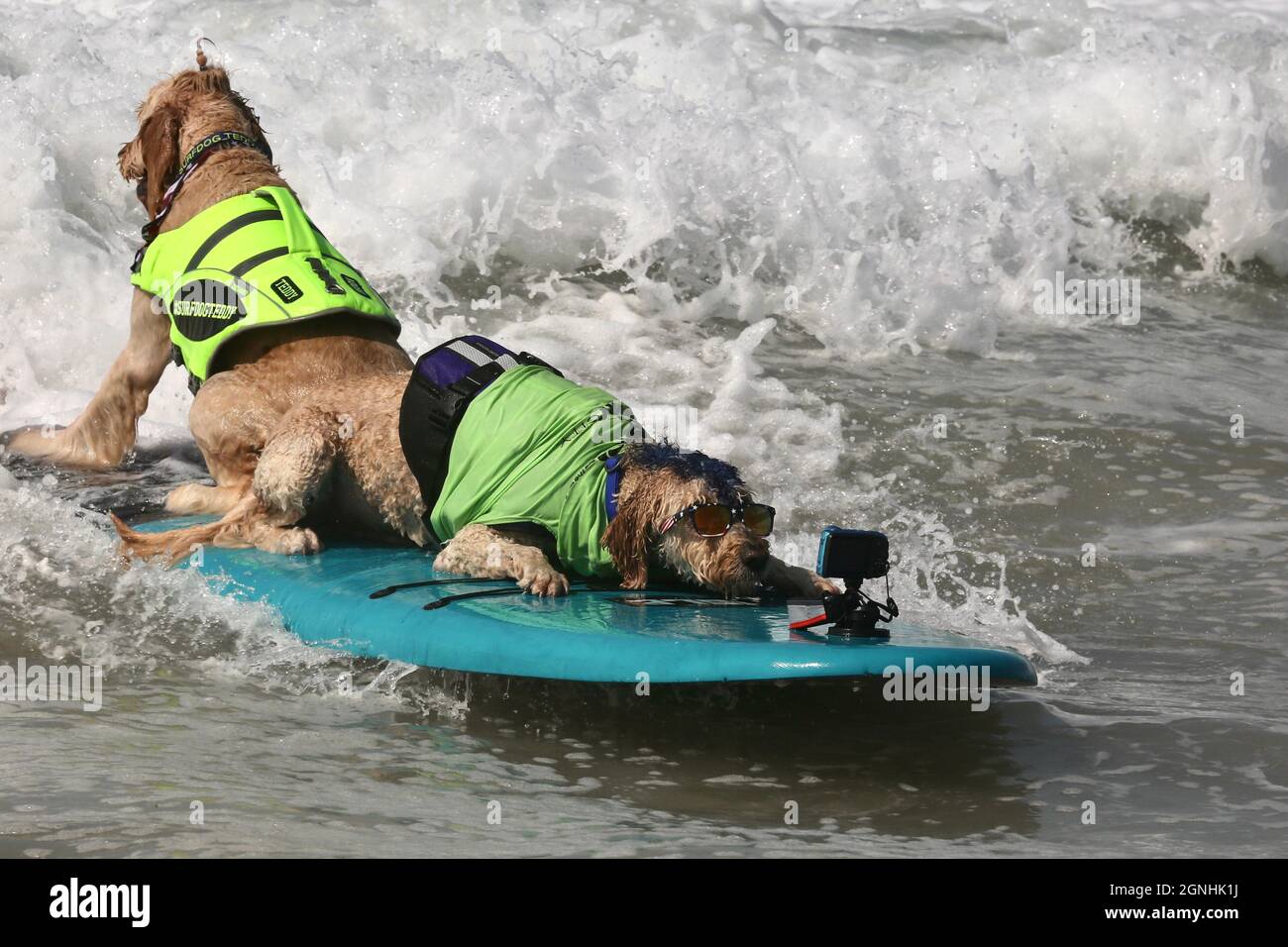 Aeroporto di Orange County. 26 settembre 2021. Cani surf durante la gara annuale Surf City Surf Dog a Huntington Beach, Orange County, California, Stati Uniti, 25 settembre, 2021. Credit: Xinhua/Alamy Live News Foto Stock