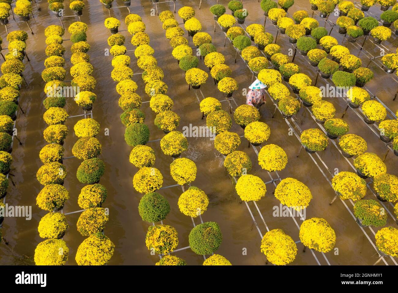 CUC MAM XOI o Chrysanthemum flower field, SA Dec città. Questo è un fiore molto bello e in occasione del Capodanno lunare Foto Stock