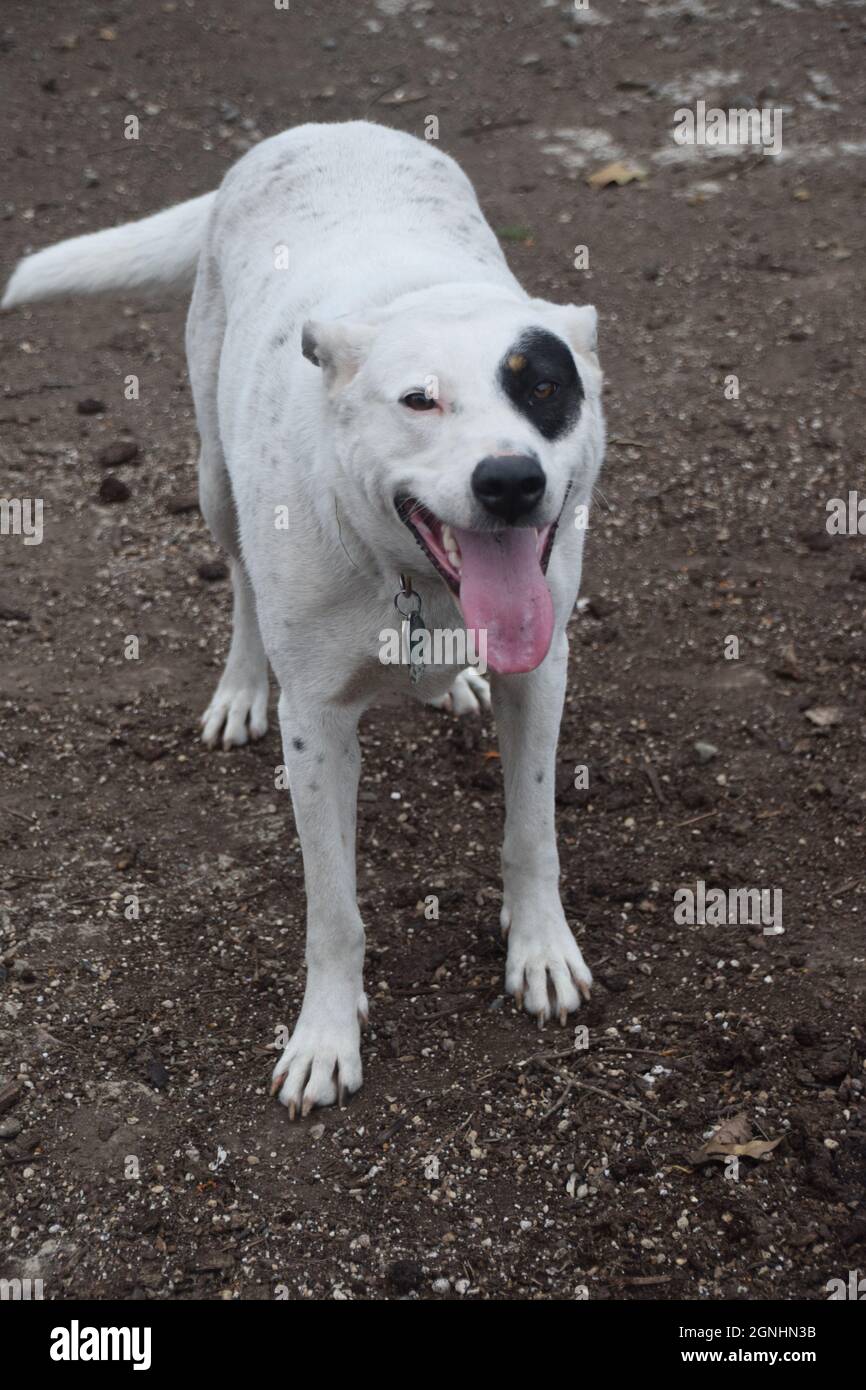 Un giovane pit bull Heeler mix suona con un pastore australiano anziano in Oregon Foto Stock