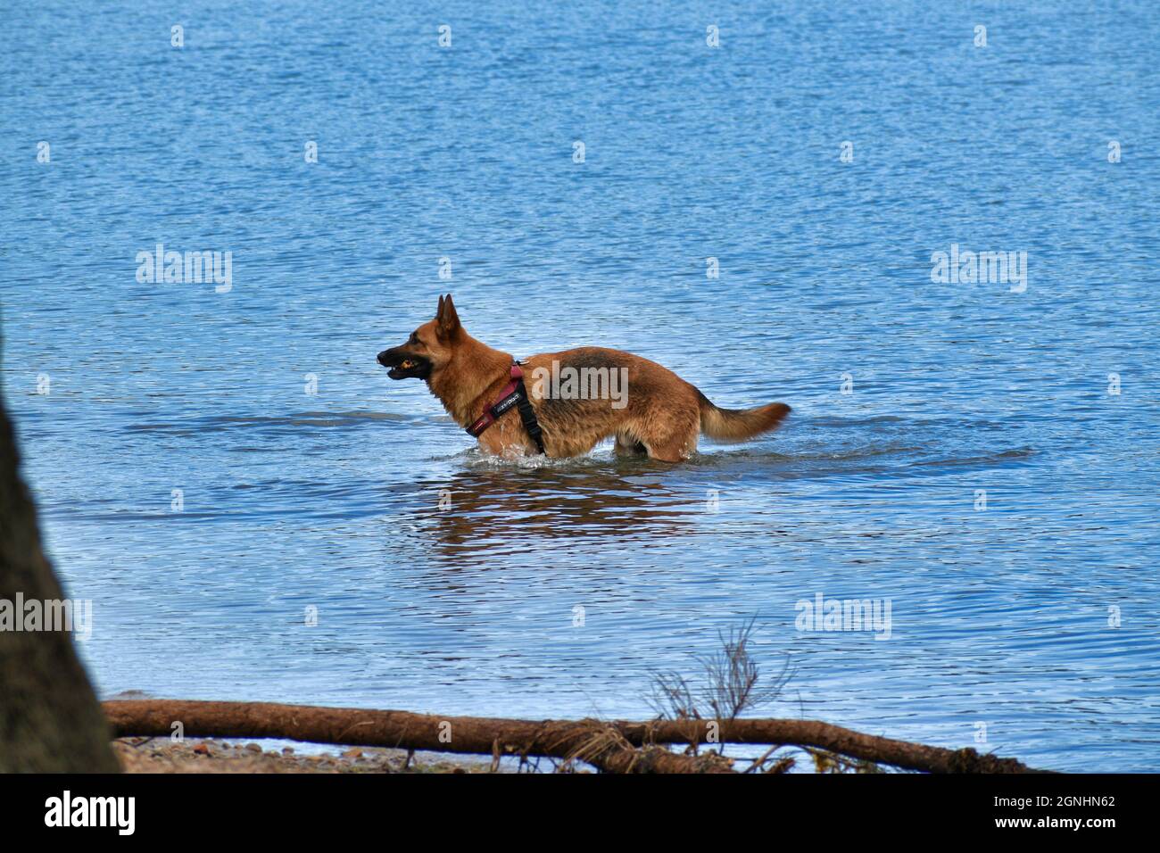cani in spiaggia Foto Stock