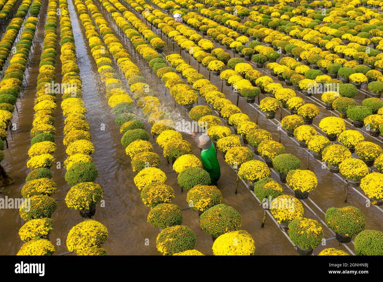 CUC MAM XOI o Chrysanthemum flower field, SA Dec città. Questo è un fiore molto bello e in occasione del Capodanno lunare Foto Stock