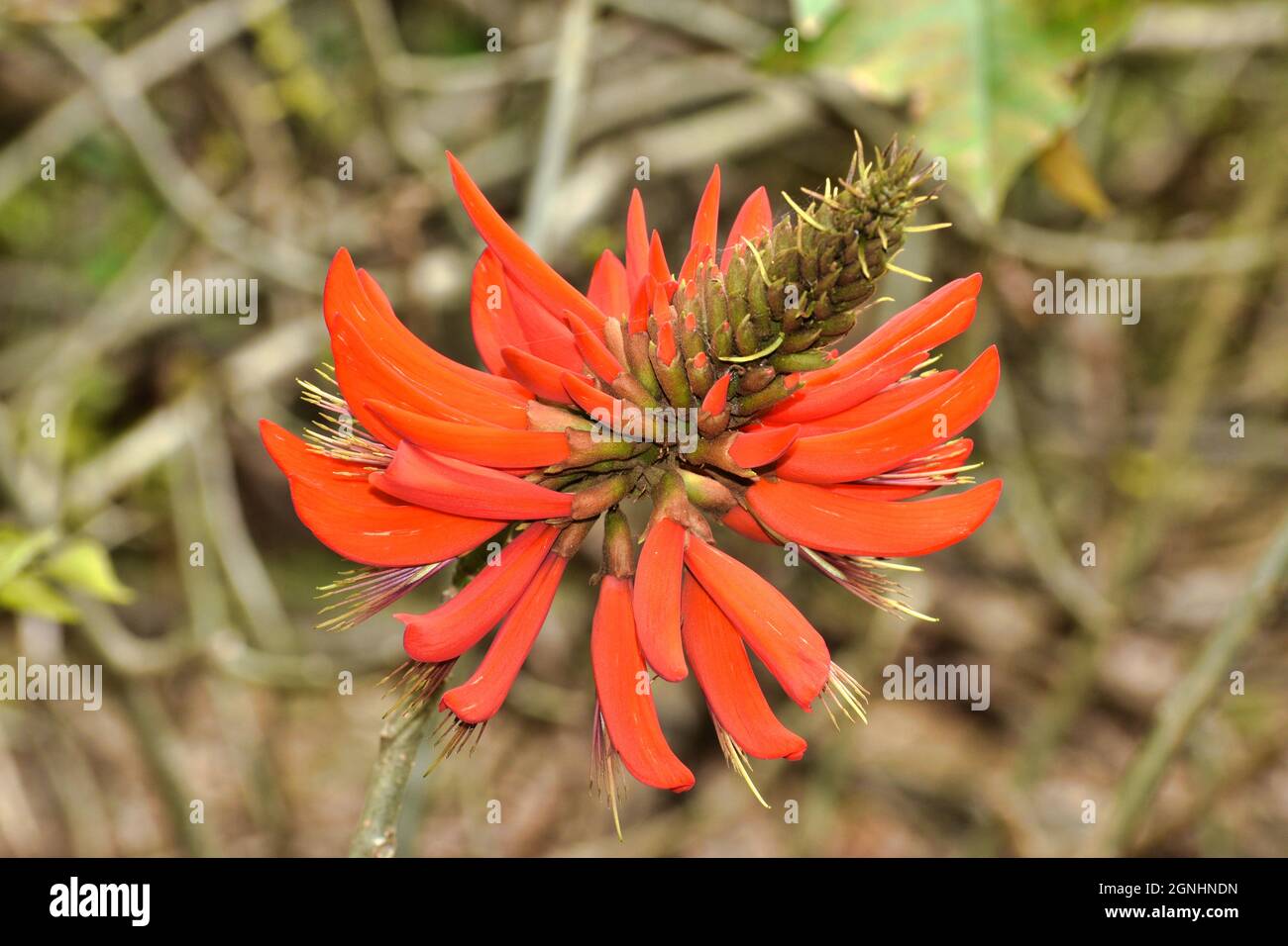 Albero di corallo Erythrina x sykesii Foto Stock