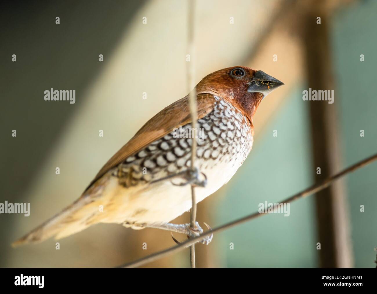 Primo piano di scottante uccello munia dal basso Foto Stock