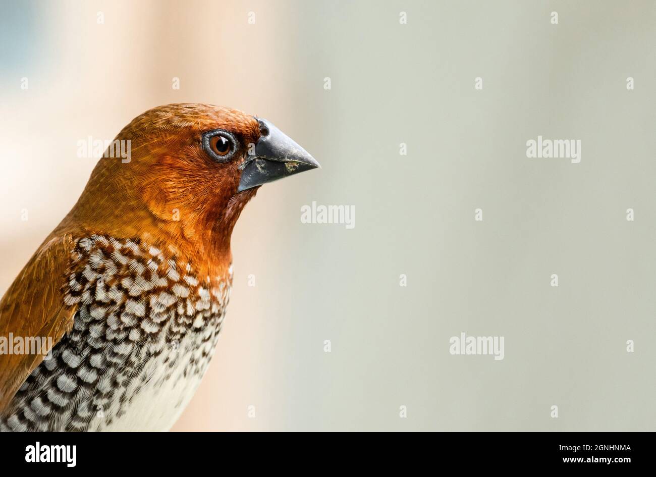 Primo piano di uccello bruno scottato di munia su sfondo bianco con spazio vuoto Foto Stock
