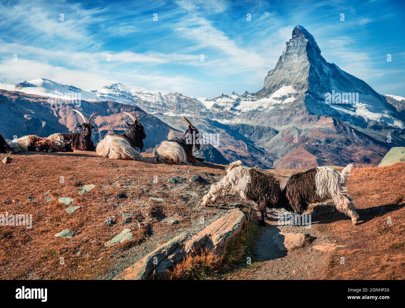 Capre bianche e nere con il picco del Cervino sullo sfondo. Pittoresca scena autunnale delle Alpi svizzere, località di Zermatt, Svizzera, Europa. Abbellito Foto Stock