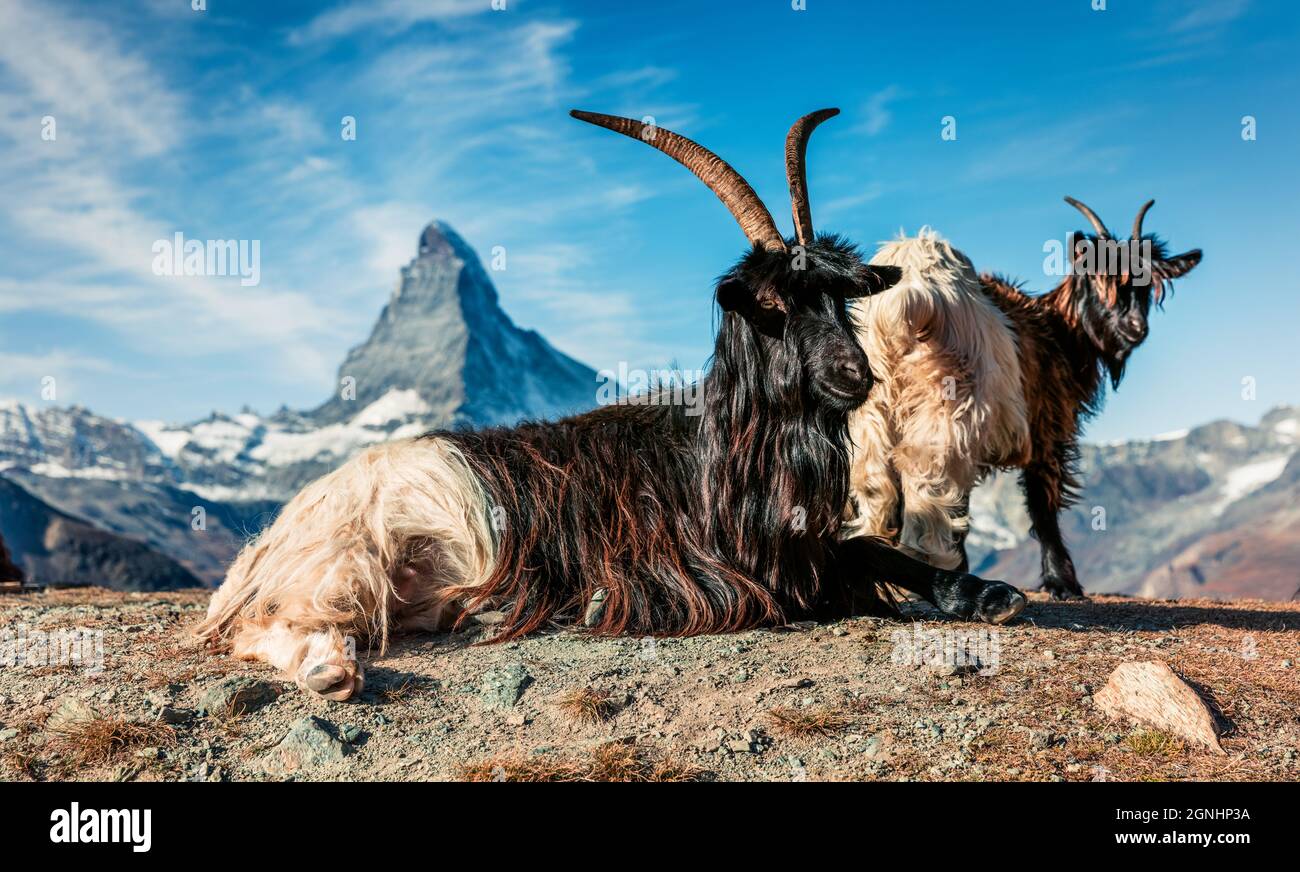 Capre bianche e nere con il picco del Cervino sullo sfondo. Pittoresca scena autunnale delle Alpi svizzere, località di Zermatt, Svizzera, Europa. Abbellito Foto Stock