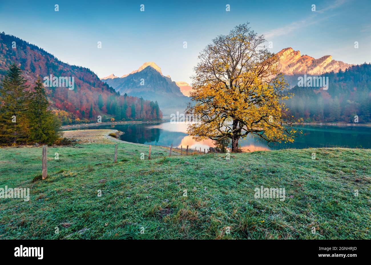 Solitario albero d'oro in mezzo alla valle gelida. Pittoresca vista autunnale del lago di Obersee, Nafels villaggio posizione. Incredibile scena mattutina di Swiss al Foto Stock