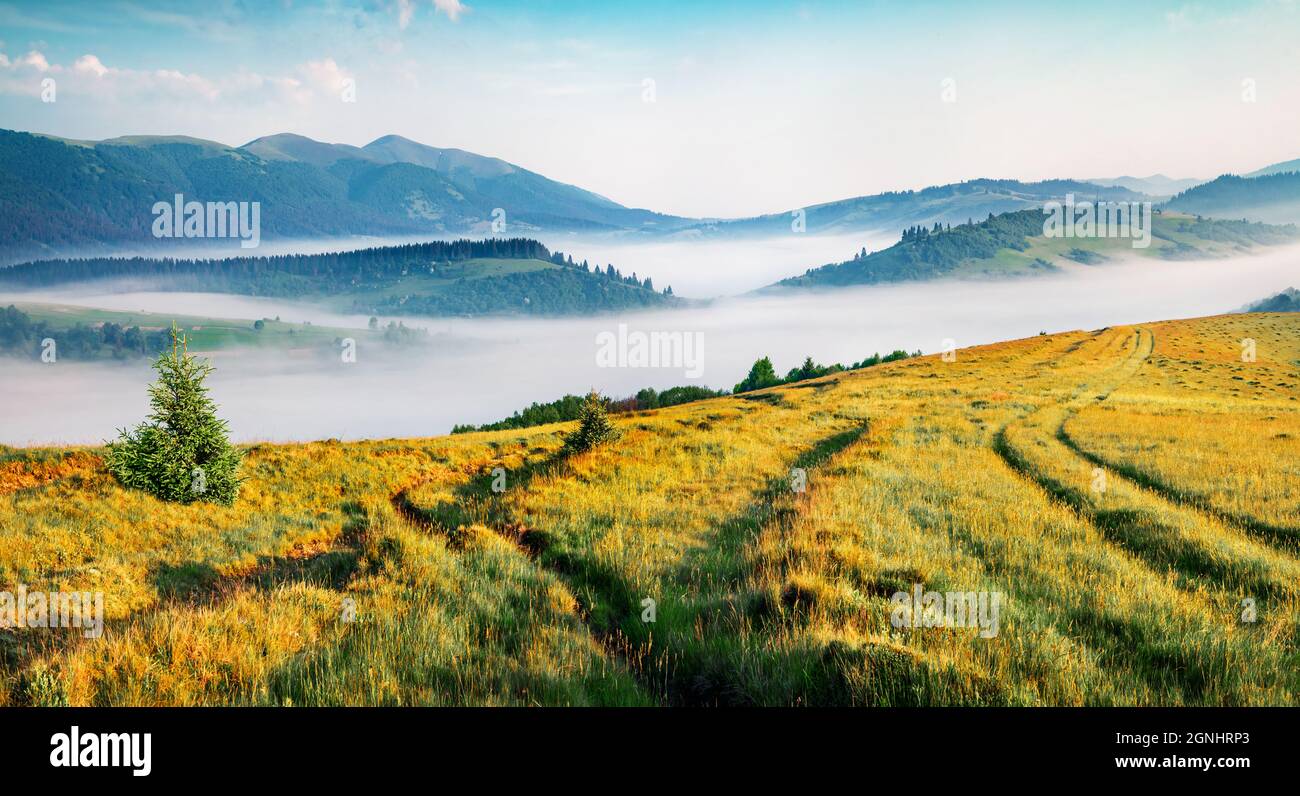 Splendida vista mattutina della campagna di montagna con la strada vecchia. Nebbia scena estiva di Carpazi, Ucraina, Europa. Bellezza della natura concetto sfondo. Foto Stock