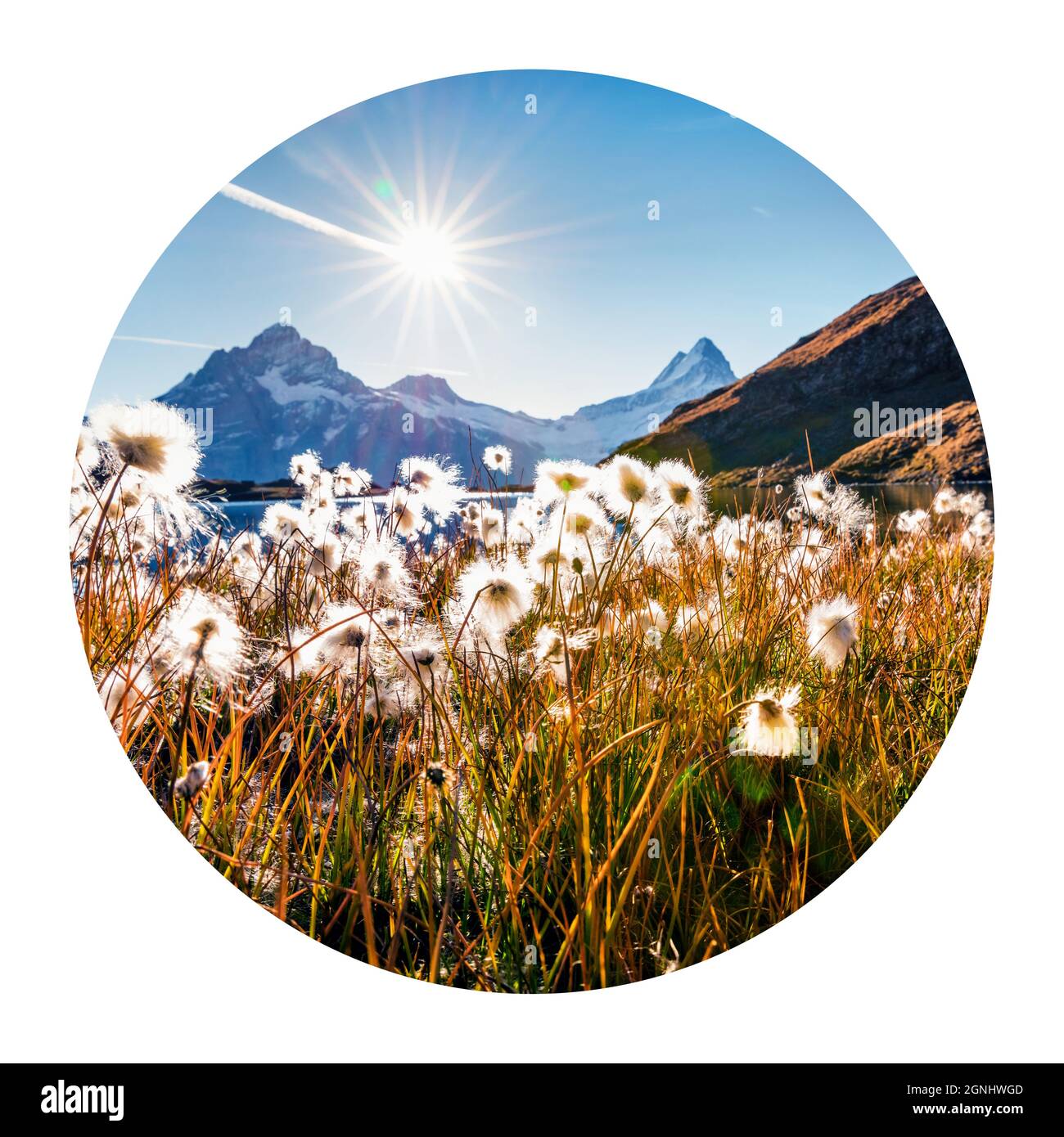 Icona rotonda della natura con paesaggio. Scena mattutina di sole del lago di Bachalp (Bachalpsee) con fiori d'erba di piume, alpi Svizzere, Grindelwald posizione, SW Foto Stock