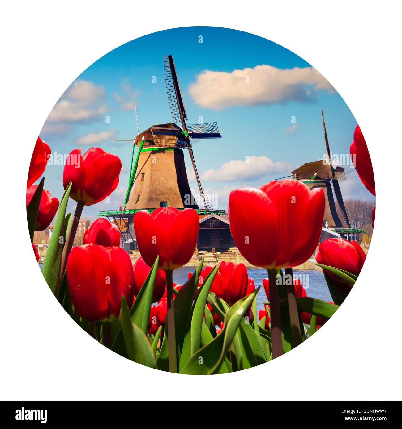 Icona rotonda della natura con il tipico paesaggio olandese. I famosi mulini a vento olandesi. Bella vista attraverso tulipani rossi sui canali olandesi. Fotografia i Foto Stock