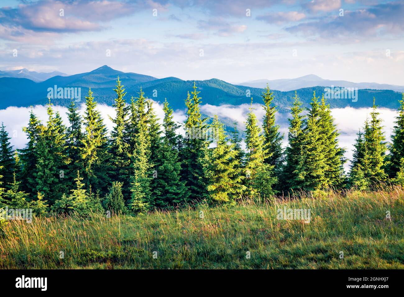 Verde fresco valle di montagna. Incredibile scena estiva delle montagne dei Carpazi, Ucraina, località di Tatariv, Europa. Bellezza del concetto di natura Foto Stock