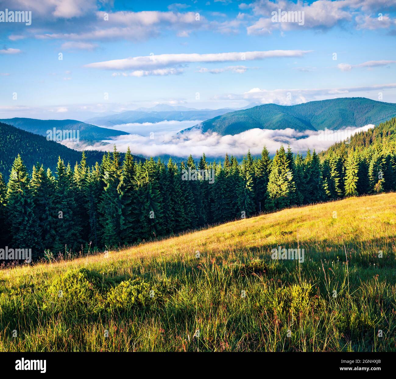 Splendida scena estiva delle montagne dei Carpazi, Ucraina, località di Tatariv, Europa. Verde fresco valle di montagna. Bellezza del concetto di natura Foto Stock