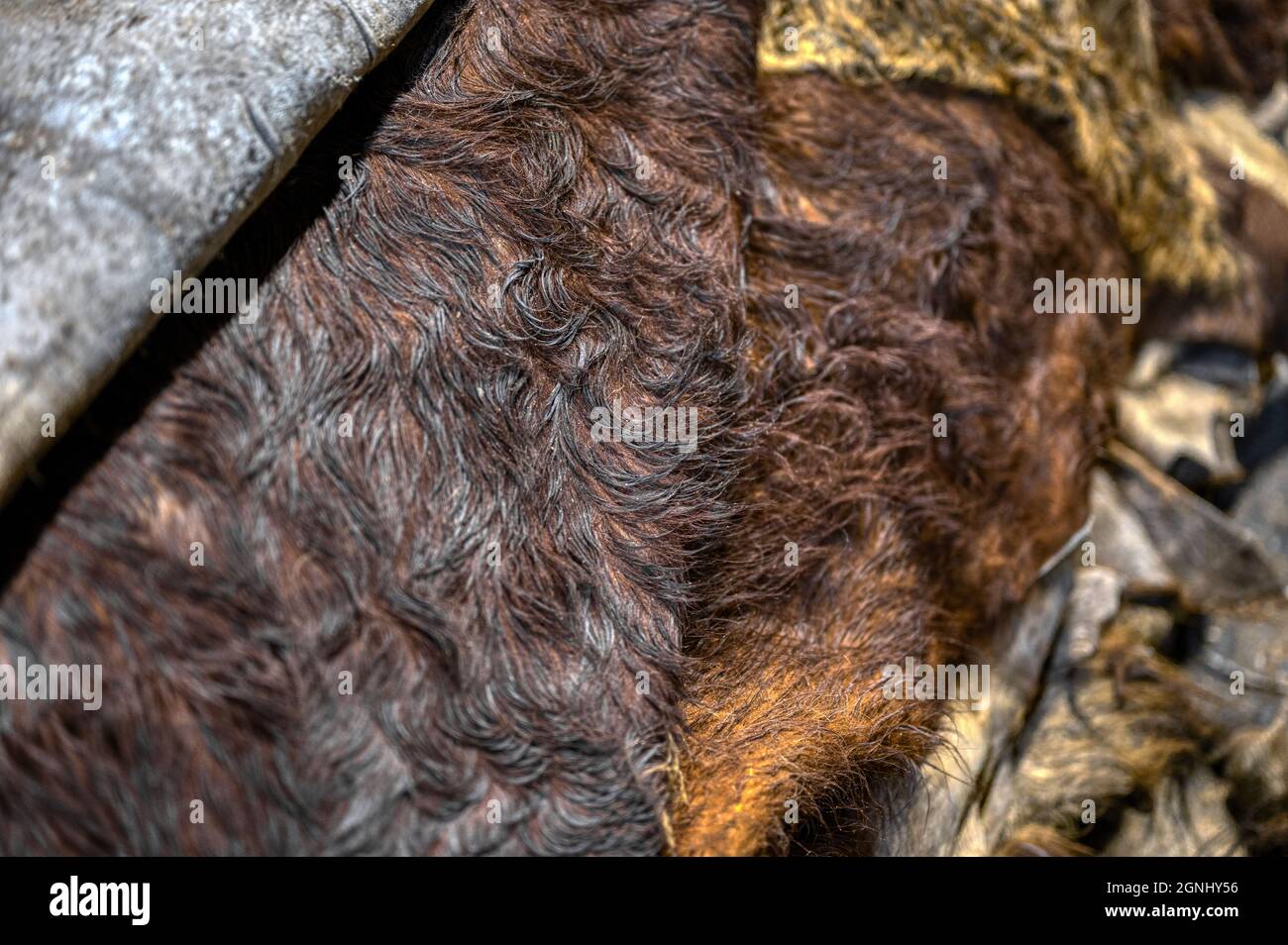 Cuoio di bestiame, preparato per ulteriore vestirsi. Industria della pelle Foto Stock