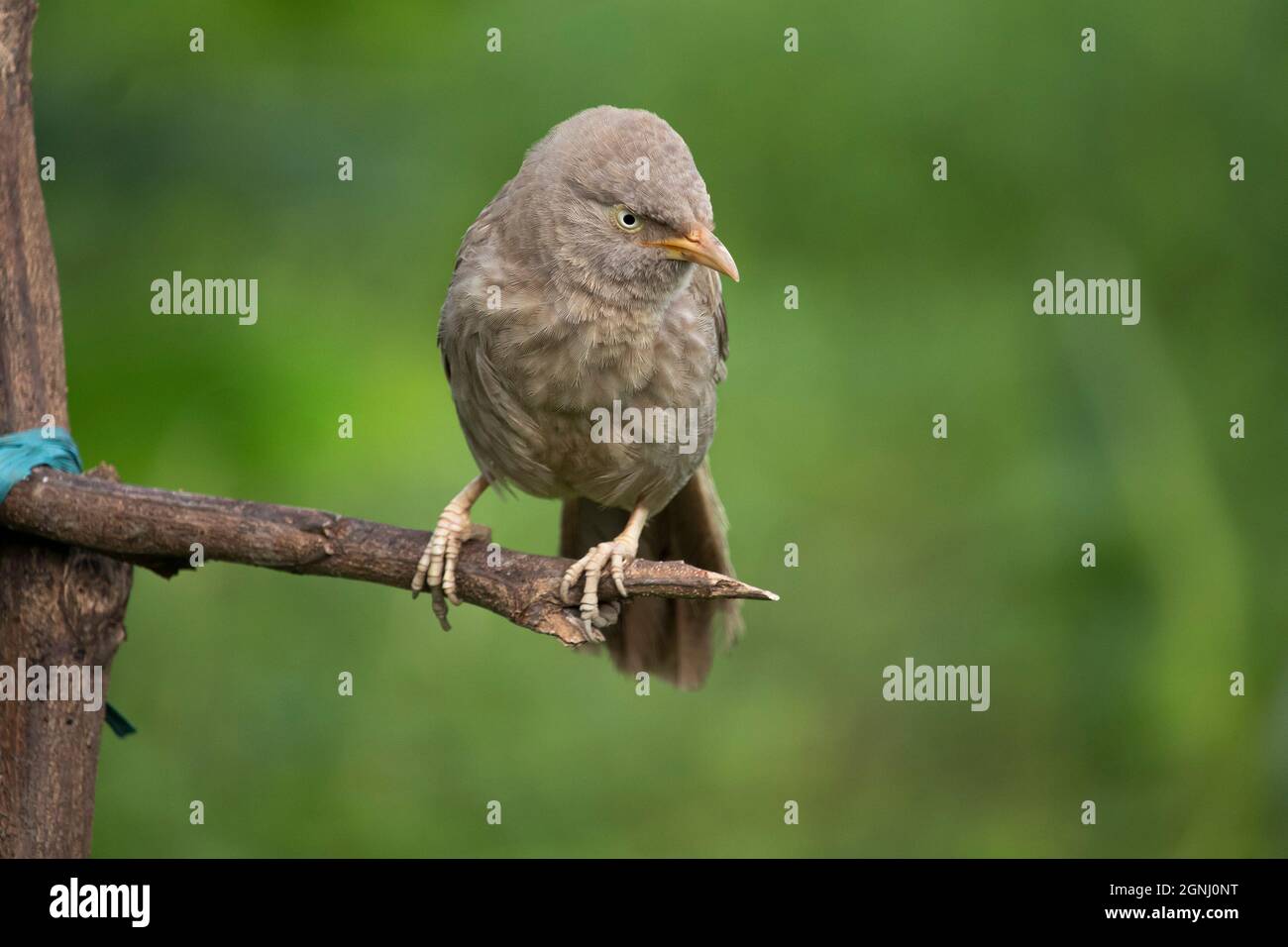 Bello uccello jangle babbler indiano sedersi su un ramo di albero Foto Stock