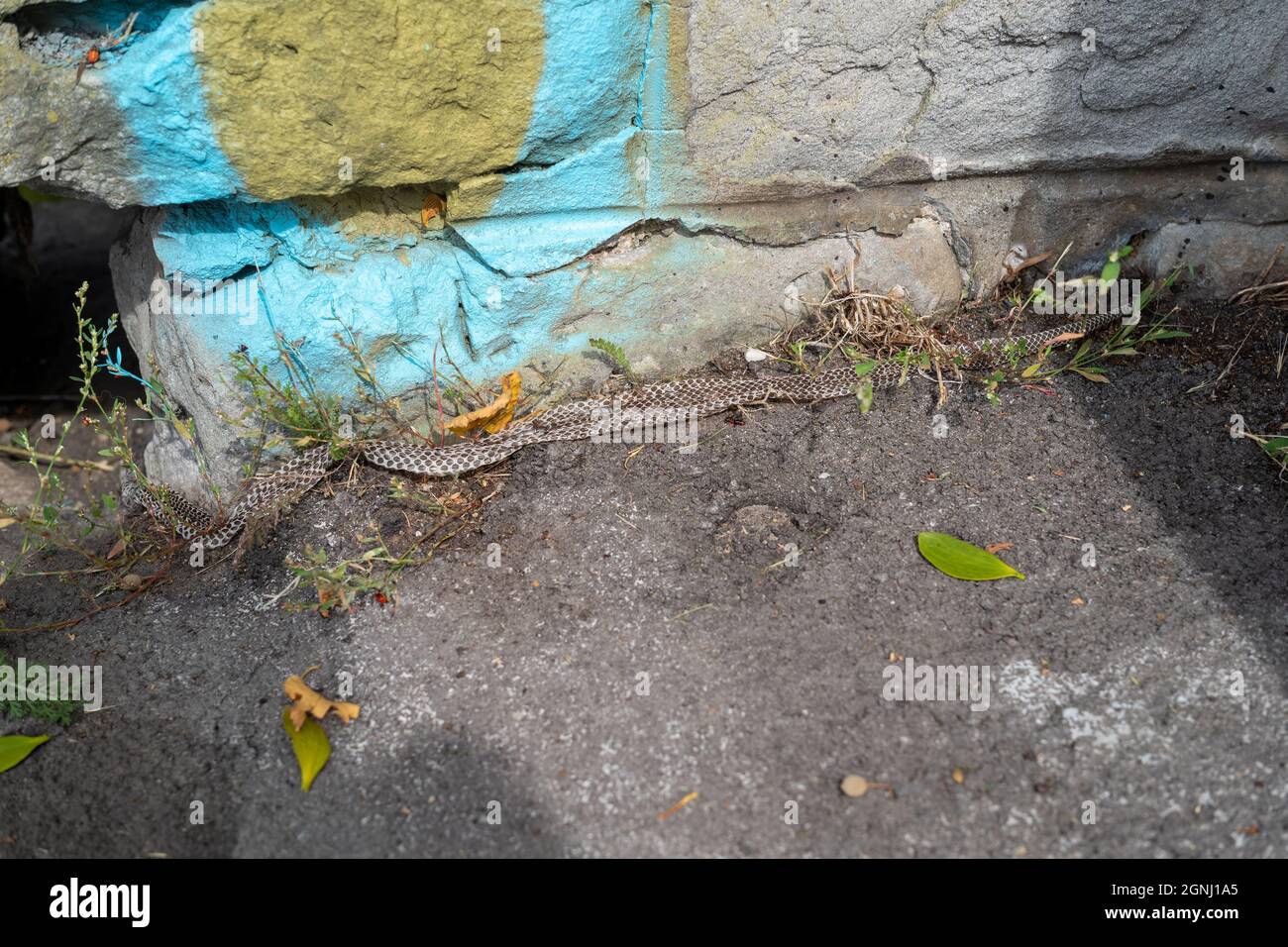 Una pelle appena strappata da un raro serpente di dadi. Foto Stock