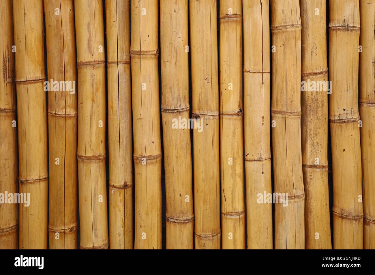 sfondo giallo recinzione bambù, struttura verticale bambù Foto Stock