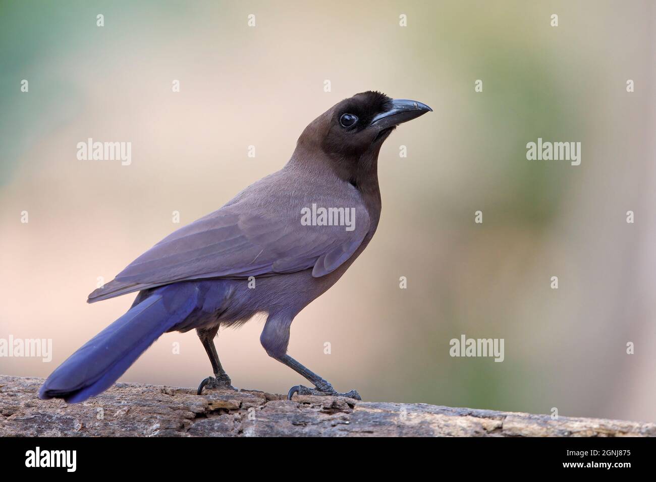 Purplish Jay, Poso Alegre, Mt, Brasile, settembre 2021 Foto Stock