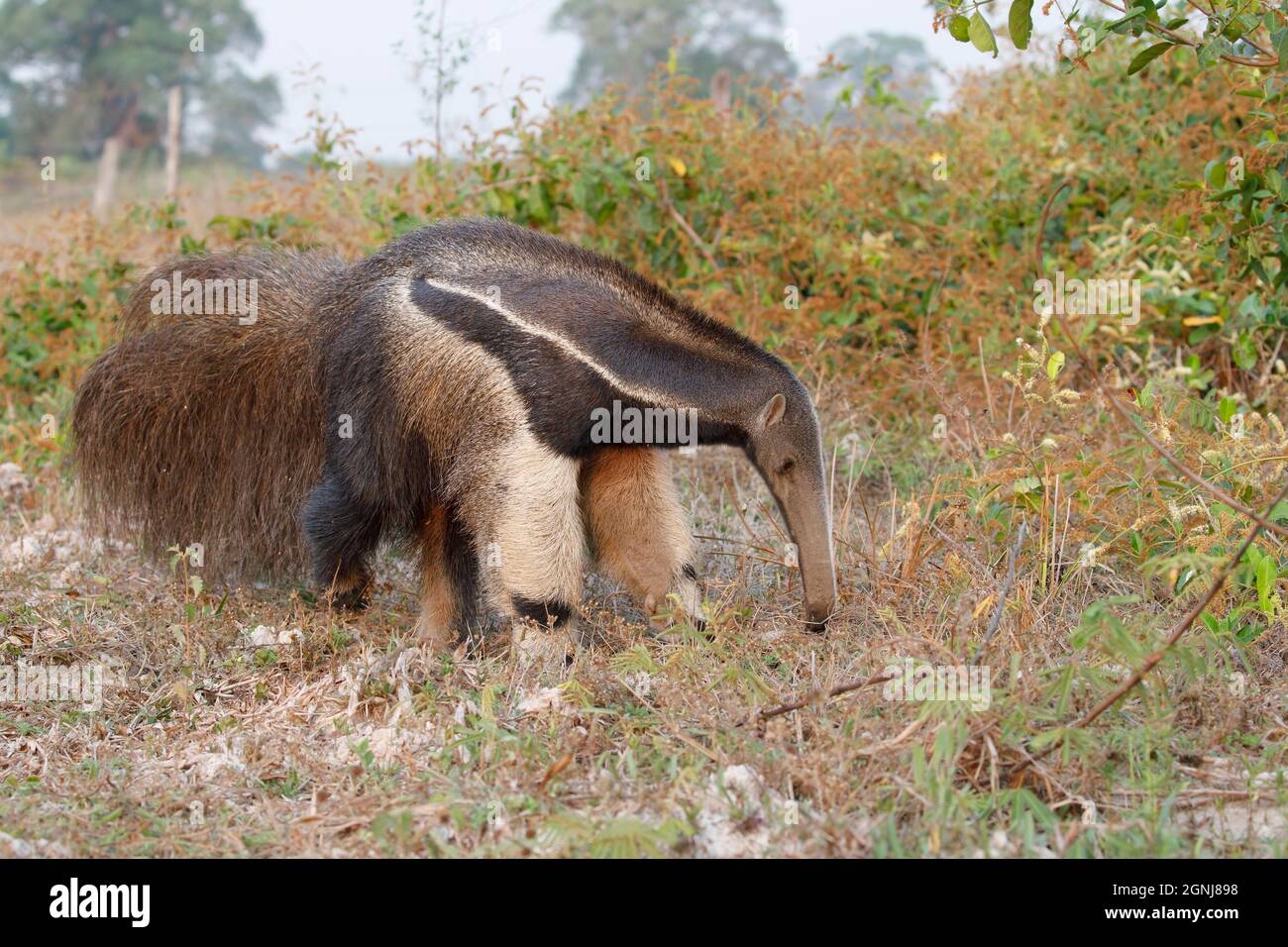 Gigante Anteater, Pouso Alegre, MT, Brasile, settembre 2017 Foto Stock