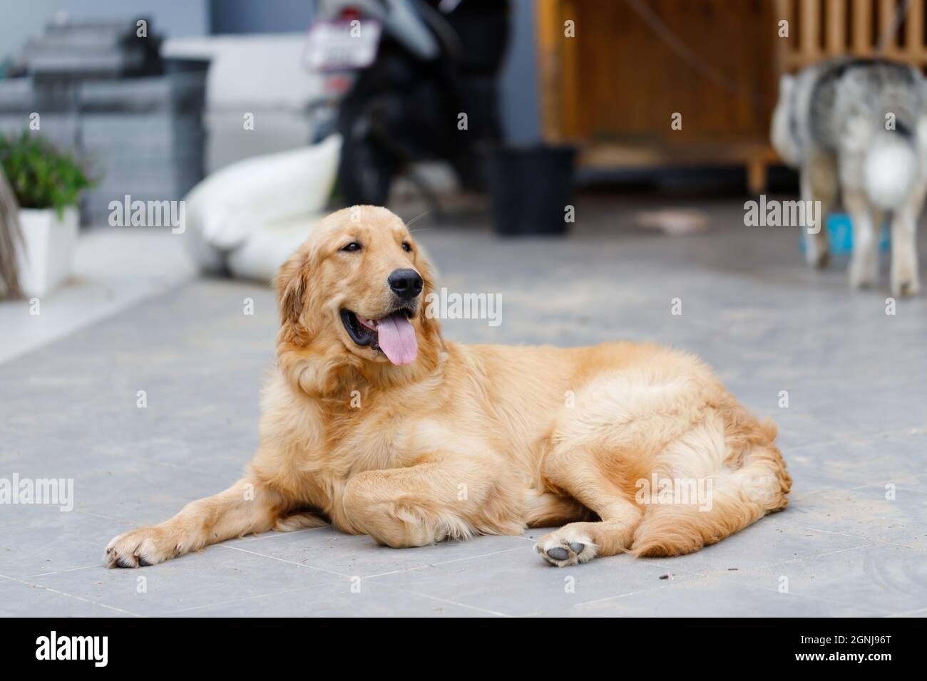 Il simpatico e dorato retriever sta squatting sul pavimento e sorridendo con felicità, un cane felice e amichevole Foto Stock