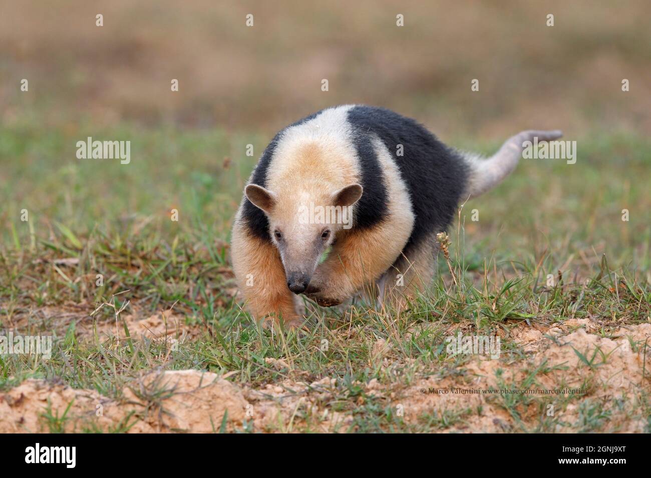 Tamandua, Piuval, Poconè, MT, Brasile, Settembre 2017 Foto Stock