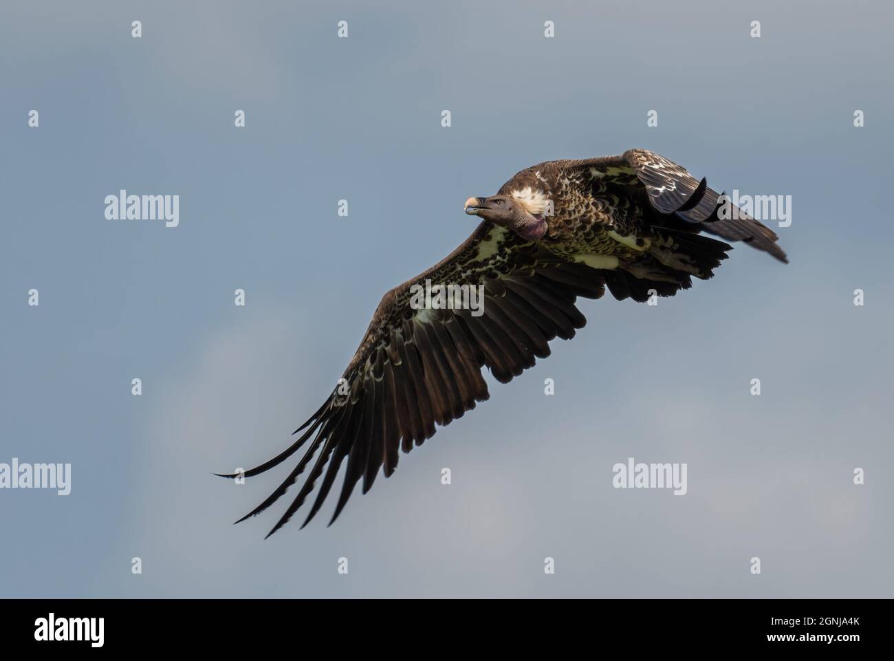 Avvoltoio con sfondo bianco - Ghips africanus, grande uccello di preda cespugli africani e savane, cascate di Murchison, Uganda. Foto Stock