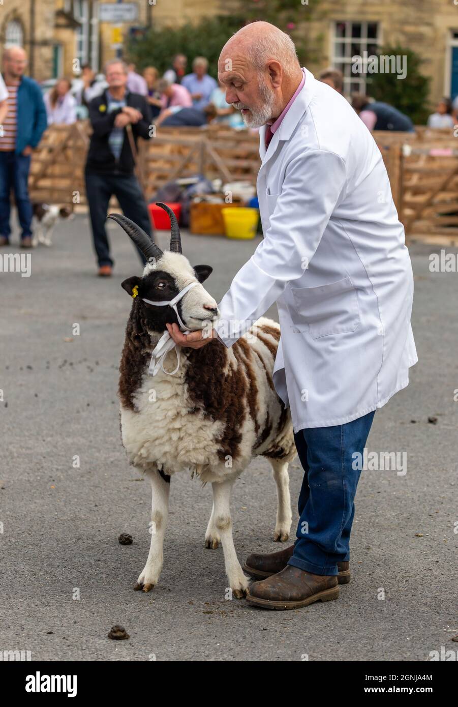 Ritratto di una pecora di Jacob con uomo handler alla Masham Sheep Fair nel Yorkshire Dales, Regno Unito. Un tradizionale evento annuale che si tiene nel mese di settembre. Foto Stock