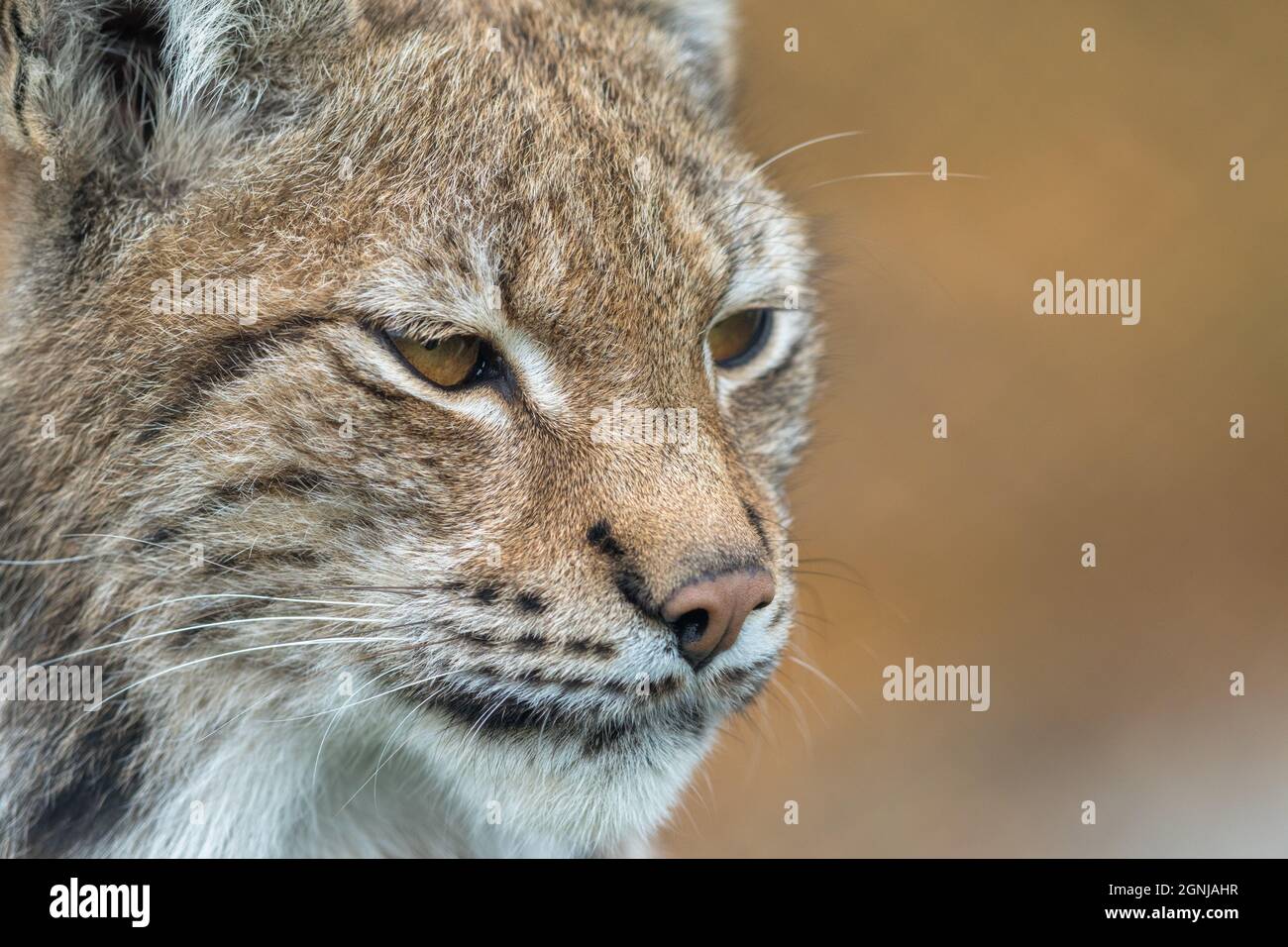 La lynx eurasiatica - lynx Lynx - ritratto da vicino di animale adulto Foto Stock