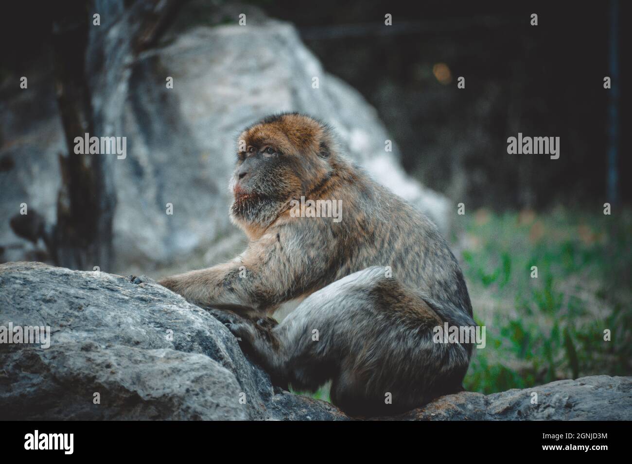 una vista fantastica su una scimmia incantevole Foto Stock