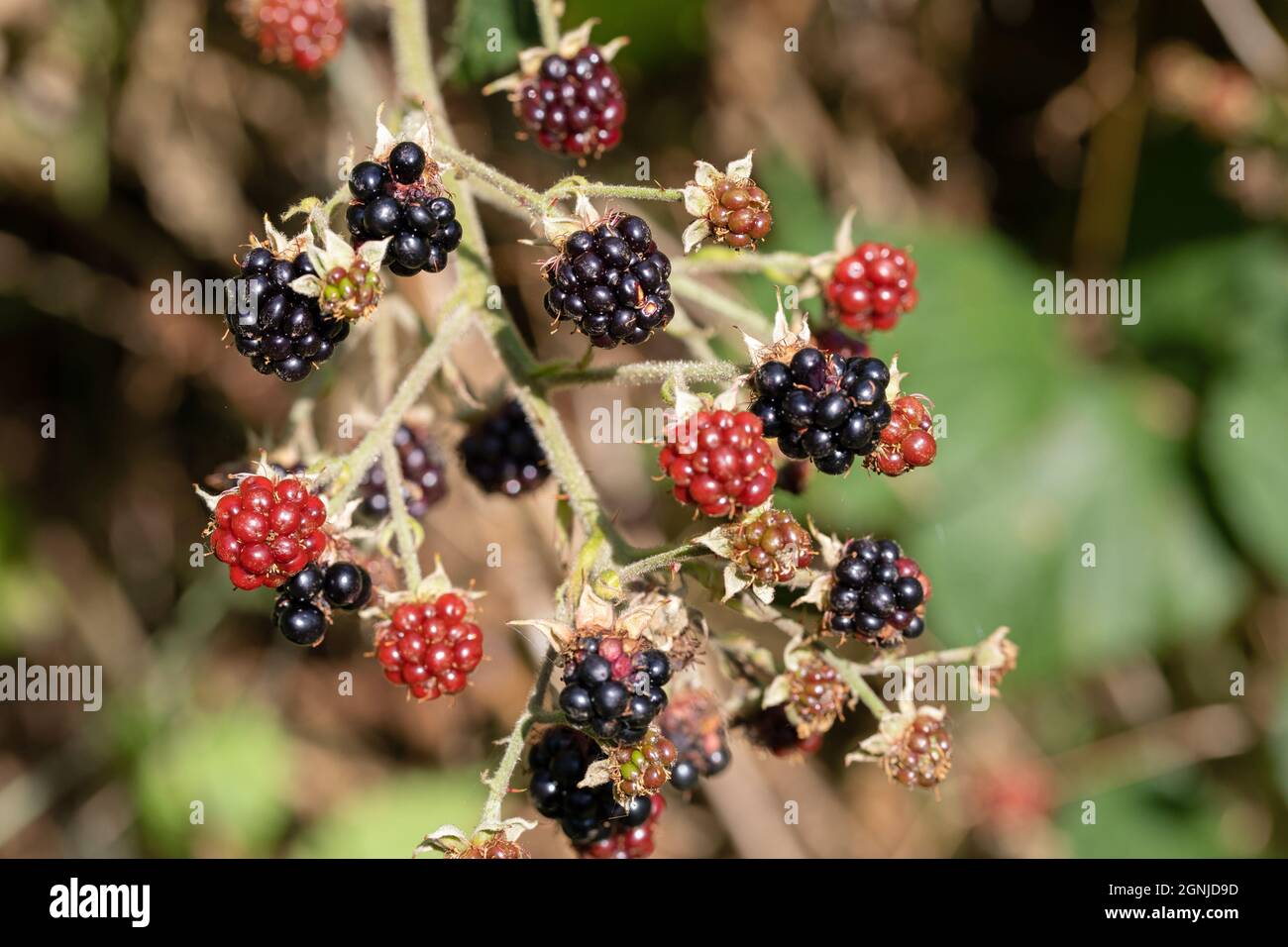 Mora, more, maturate e maturate (Rubus fruticosus). Bramino i frutti in diversi stadi di maturazione. Il colore attrae l'attenzione degli uccelli. Foto Stock