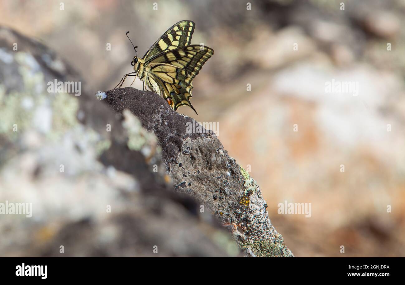 Farfalla Papilio machaon arroccata su sfondo roccioso. Sierra de Fuentes, Caceres, Extremadura, Spagna Foto Stock