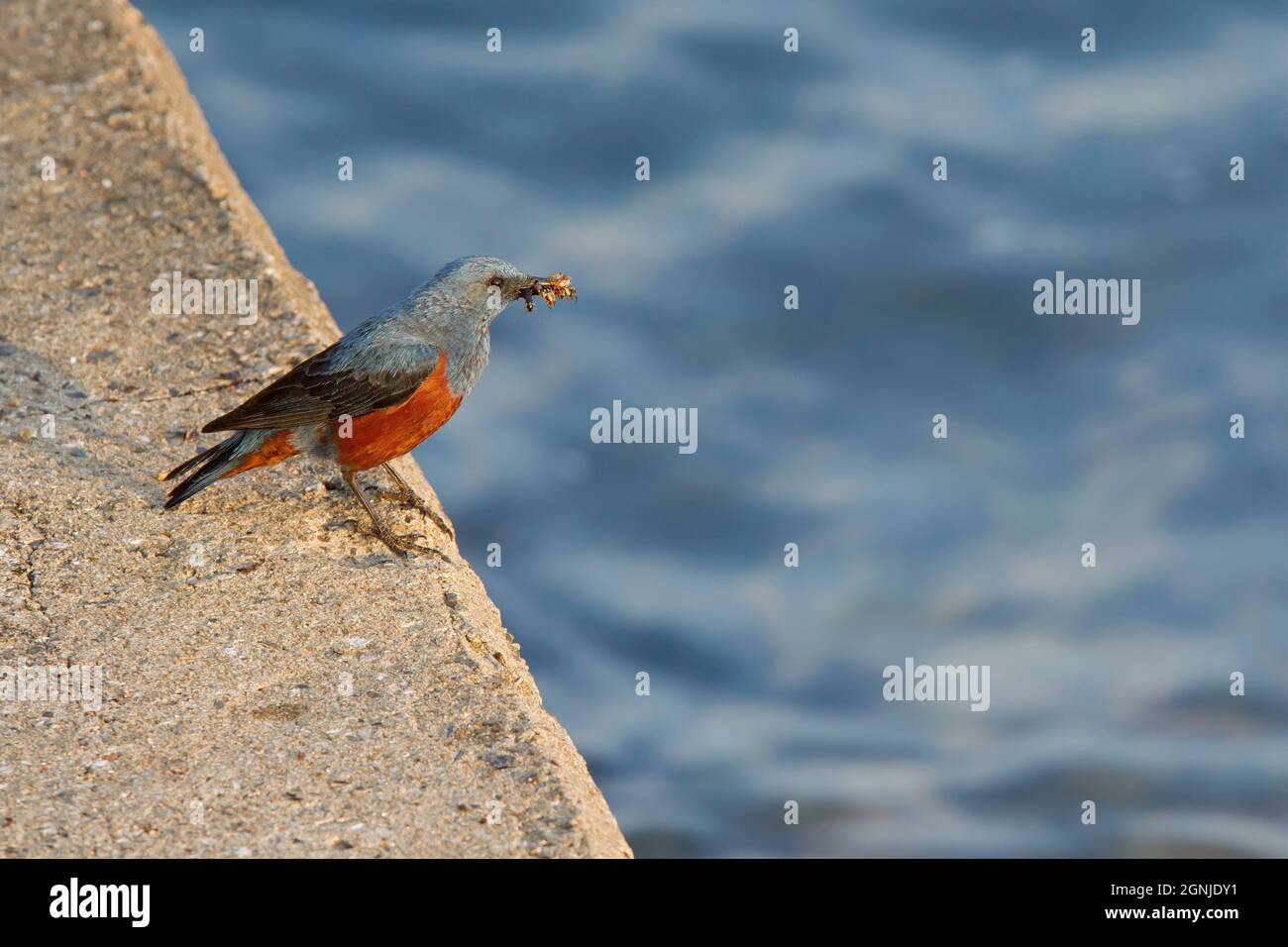 Un mughetto di roccia blu (Monticola solitarius) con un becco di insetti. Foto Stock